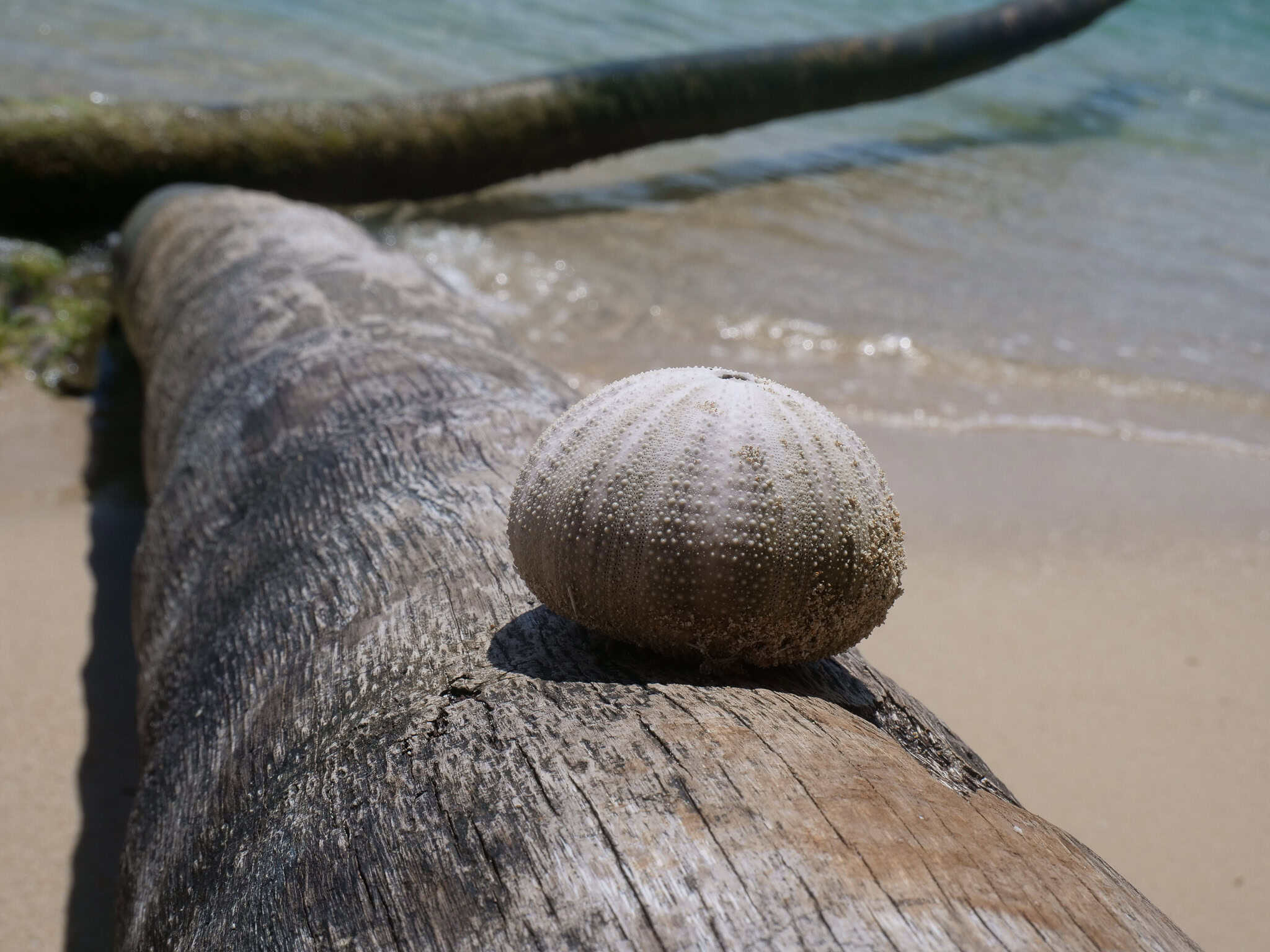 Koralle auf Baumstamm am Strand der San Blas Inseln.