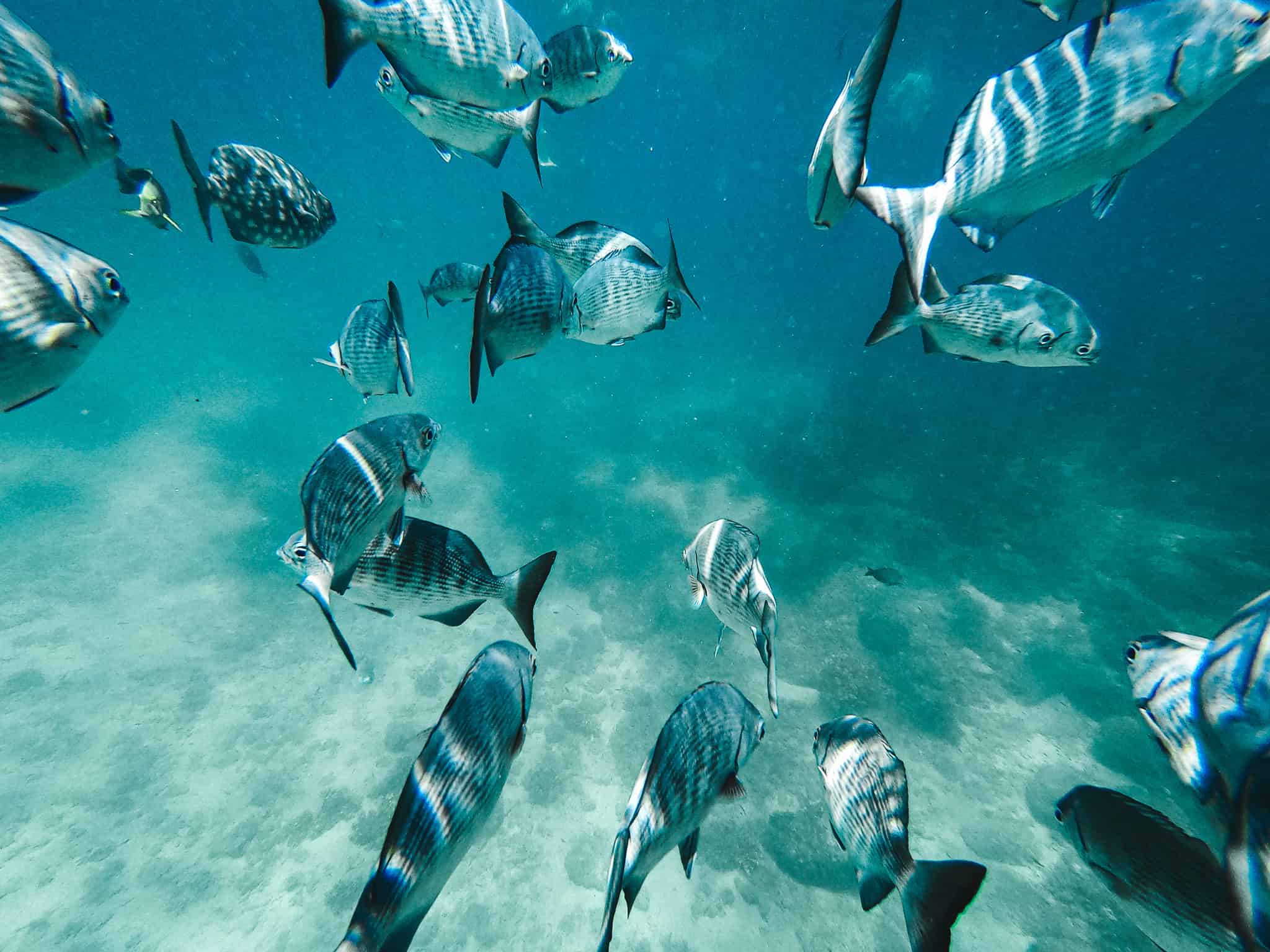 Bunte Fische im Riff der San Blas Inseln