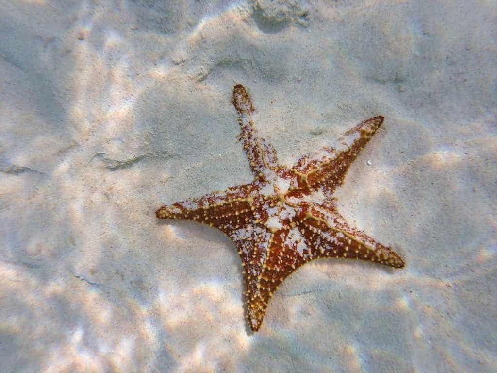 Sternfisch auf Sandstrand in den San Blas Inseln Panama.